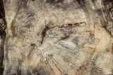 Beautiful, Petrified Wood (Araucaria) Slab - Madagascar #304811-1